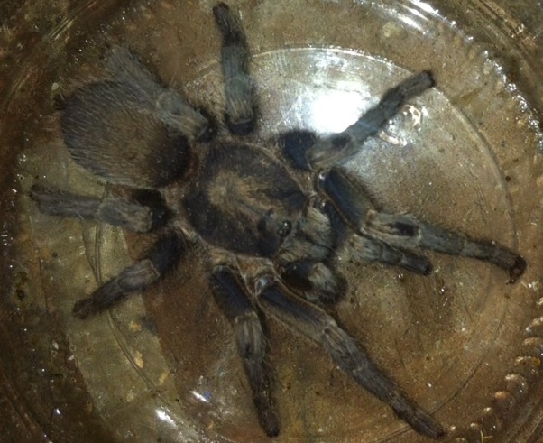 Chaetopelma sp. - Libano